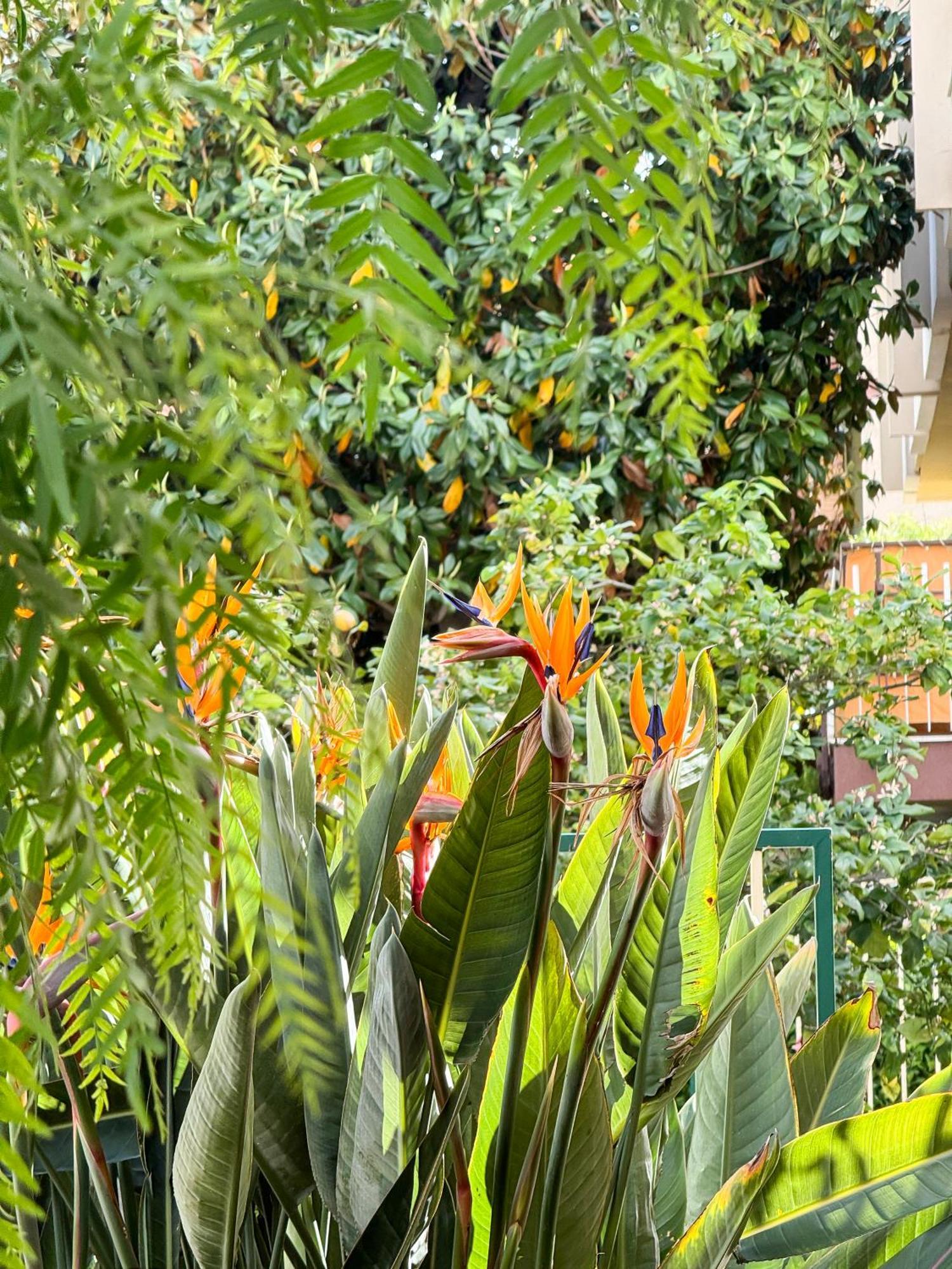Hotel Casa Febo, In Centro Con Parcheggio Privato A 200 Mt Dal Mare Bordighera Zewnętrze zdjęcie